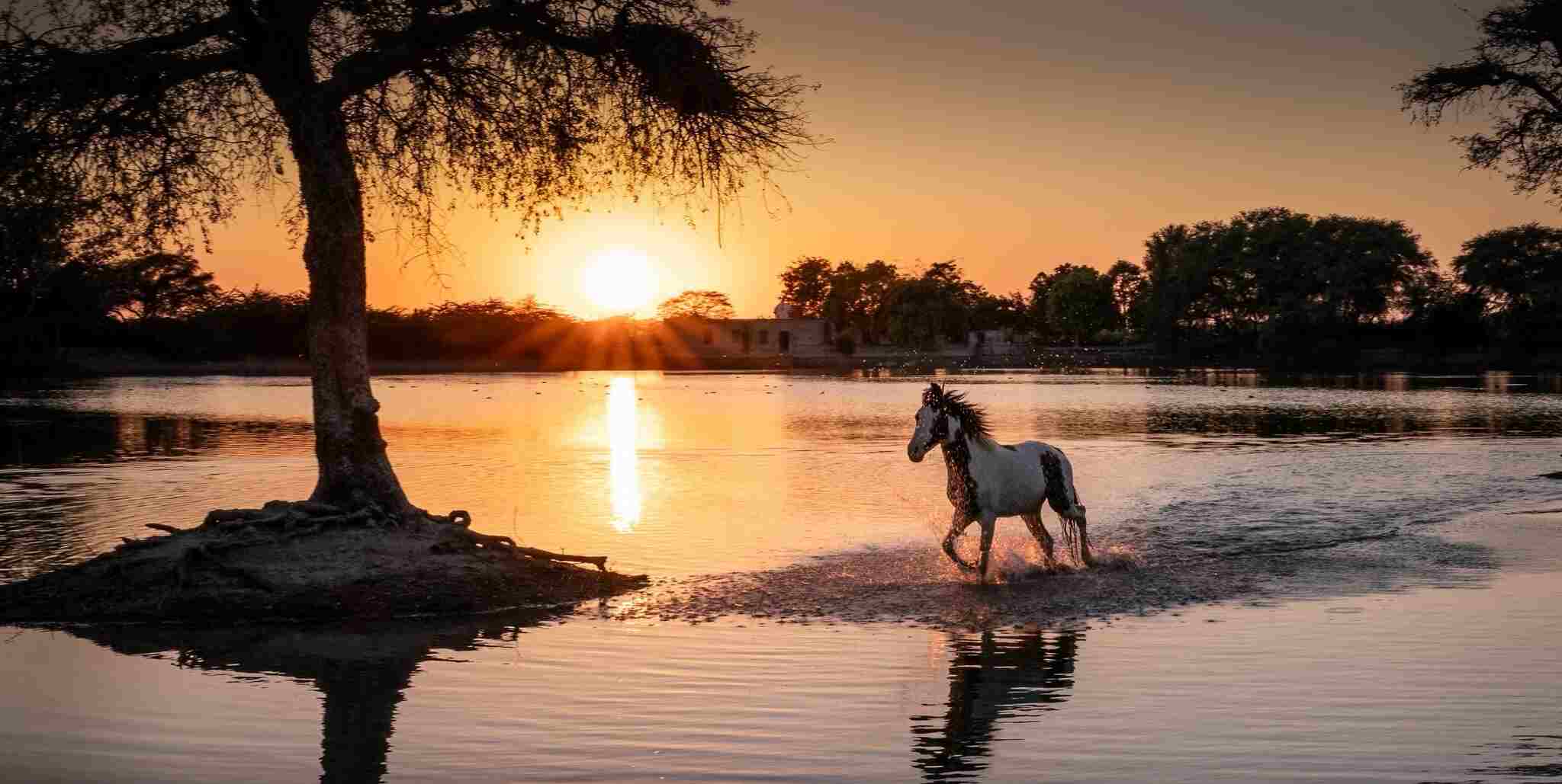 Horses galloping on the river